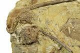 Fascinating Leaf and Dinosaur Fossils in Sandstone - Wyoming #371520-2